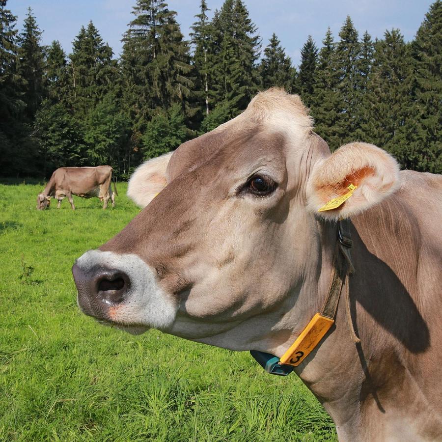 Ferienhof Bitschnau Lindenberg im Allgäu Esterno foto