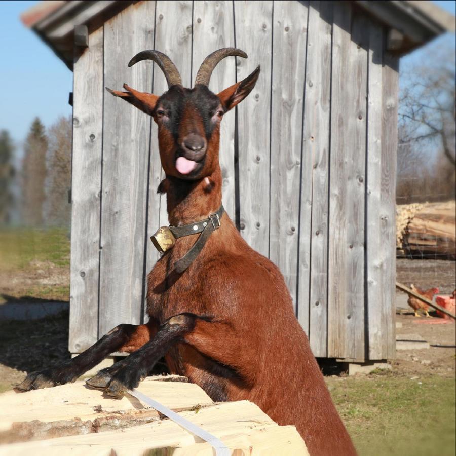 Ferienhof Bitschnau Lindenberg im Allgäu Esterno foto